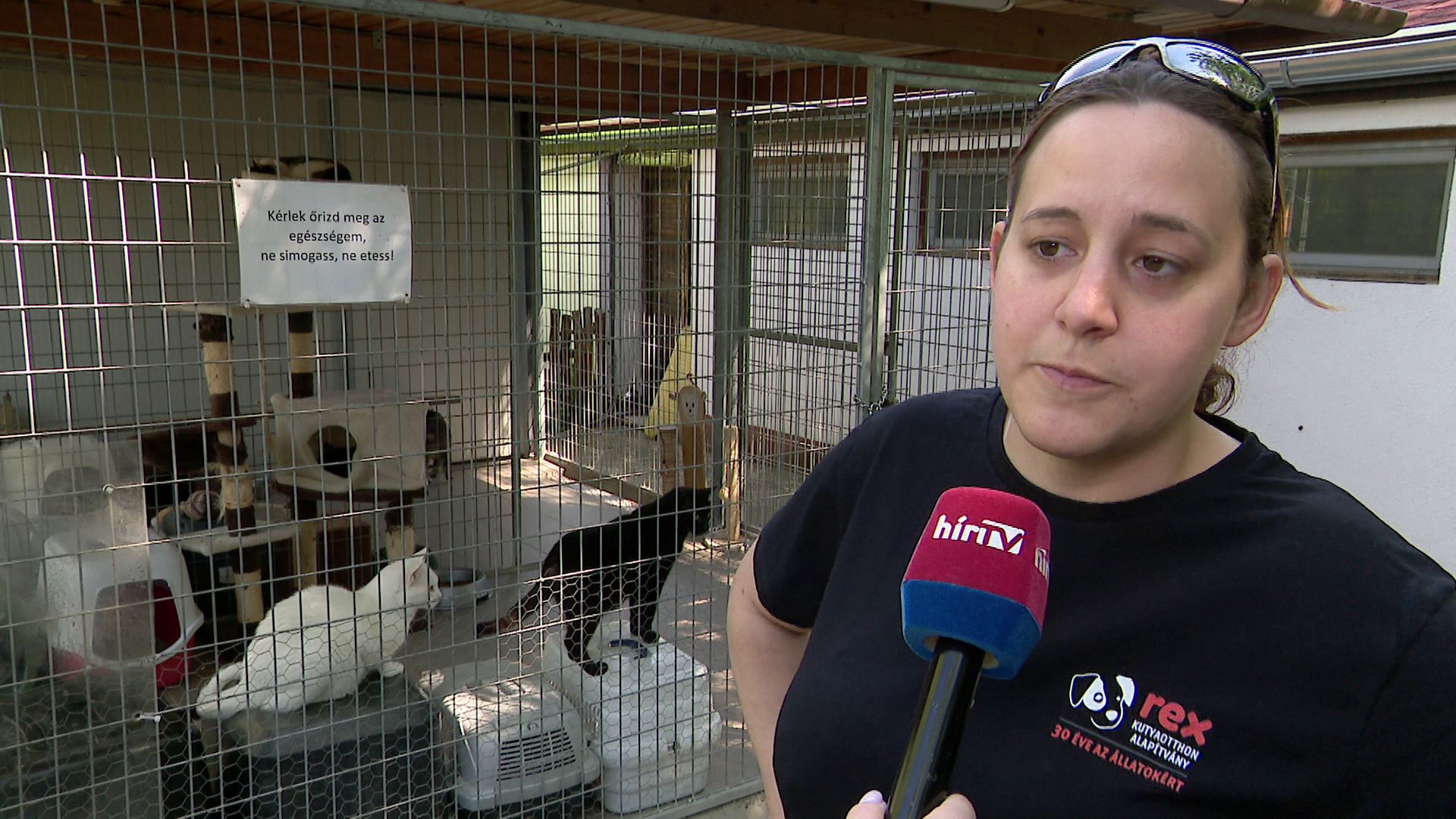 A felelős állattartásra hívja fel a figyelmet a Rex Kutyaotthon Alapítvány + videó