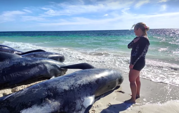 Több mint száz gömbölyűfejű delfin vetődött partra Nyugat-Ausztráliában