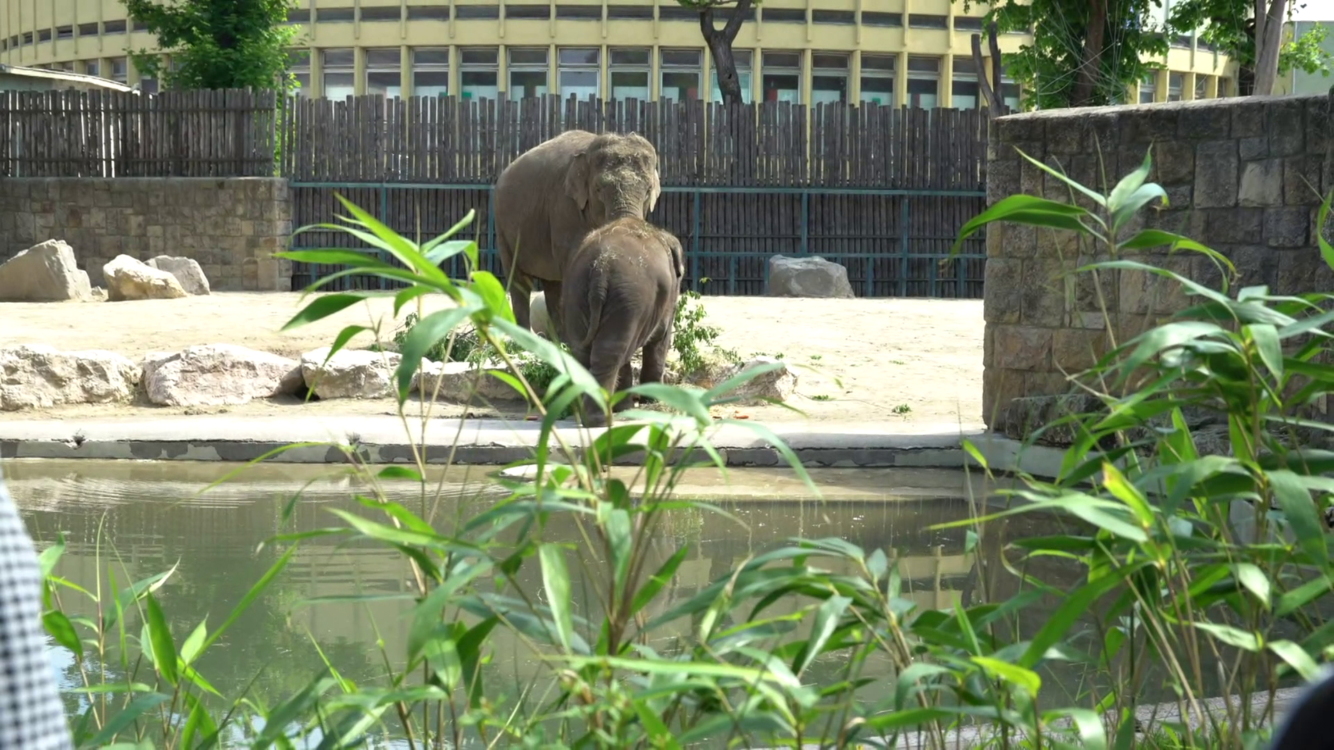 Harmadik születésnapját ünnepli Samu, az elefánt + videó